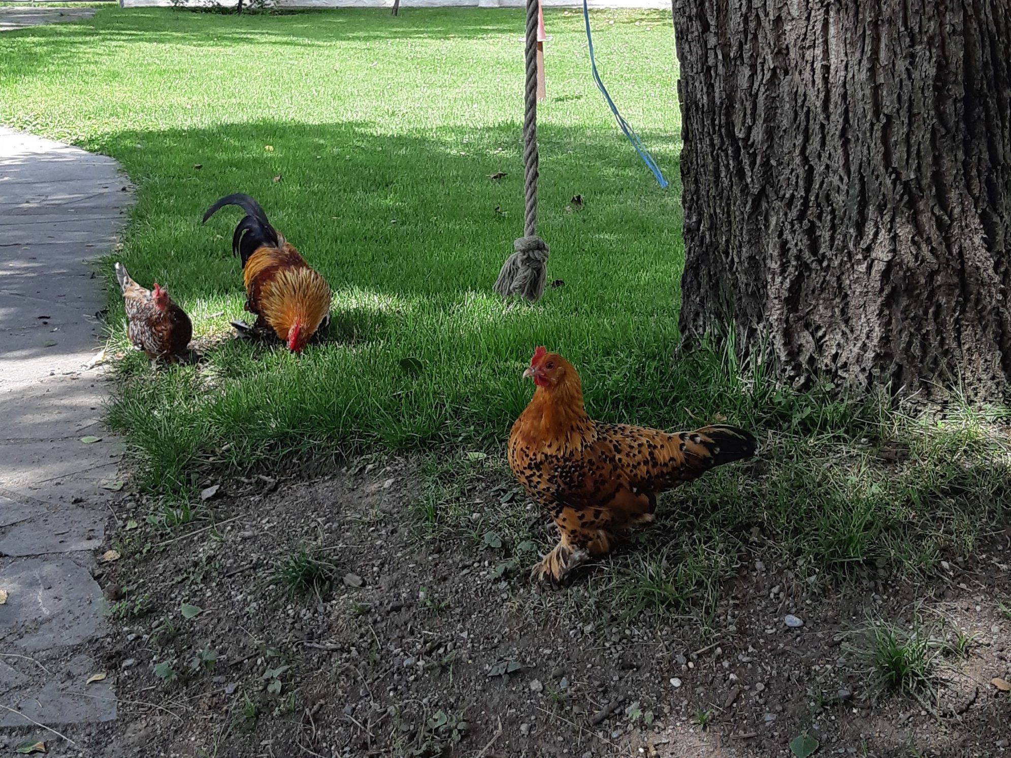 schöne Zwerghühner