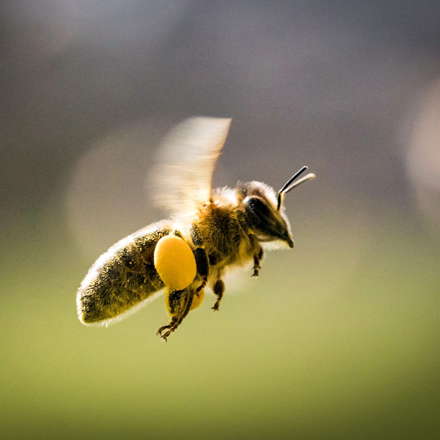 In den meisten Fällen sind Insektenstiche zwar schmerzahft, jedoch harmlos.