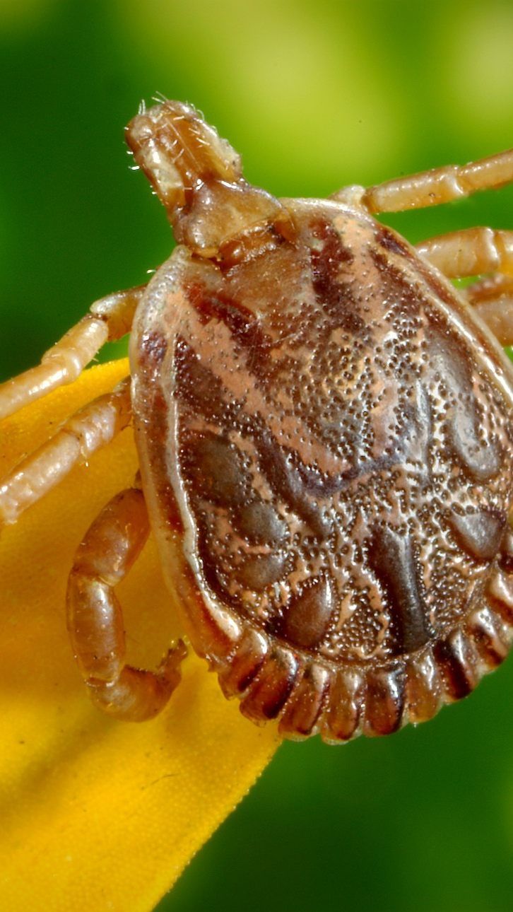 Die Braune Hundezecke ist auf dem Vormarsch.