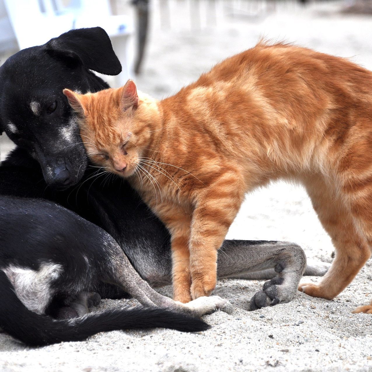 Wir haben ein paar Tipps damit es auch Ihren Lieblingen im Sommer gut geht.