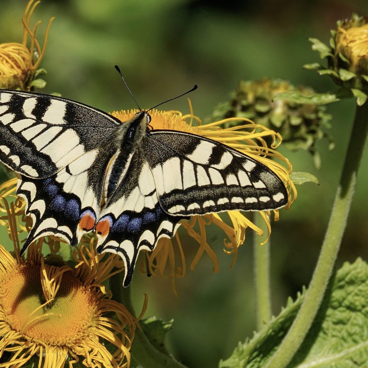 In Österreich gibt es 4.000 verschiedene Schmetterlingsarten.