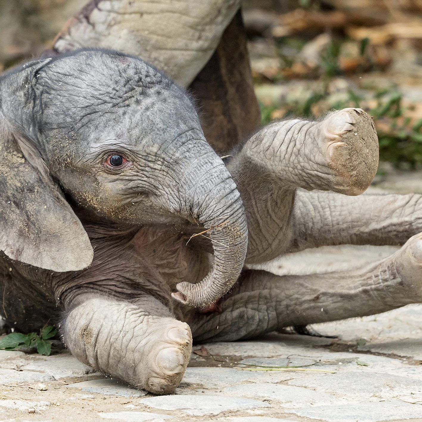 Das kleine Weibchen hat noch keinen Namen.