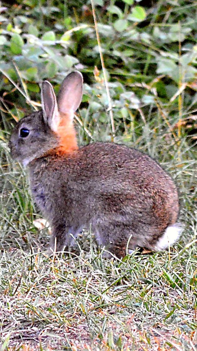 Die Stadt Wien hat nun eine sogenannte "Wildtierbox" für verletzte Tiere aufgestellt.