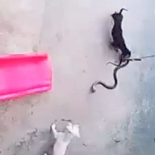 Die Hunde attackieren die Giftschlange.