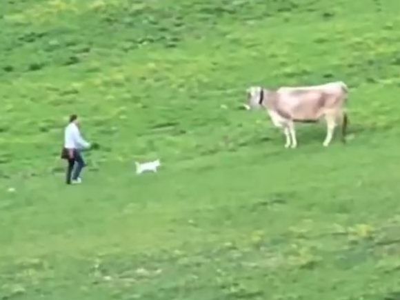 Unglaubliche Szenen auf einer Tiroler Alp.