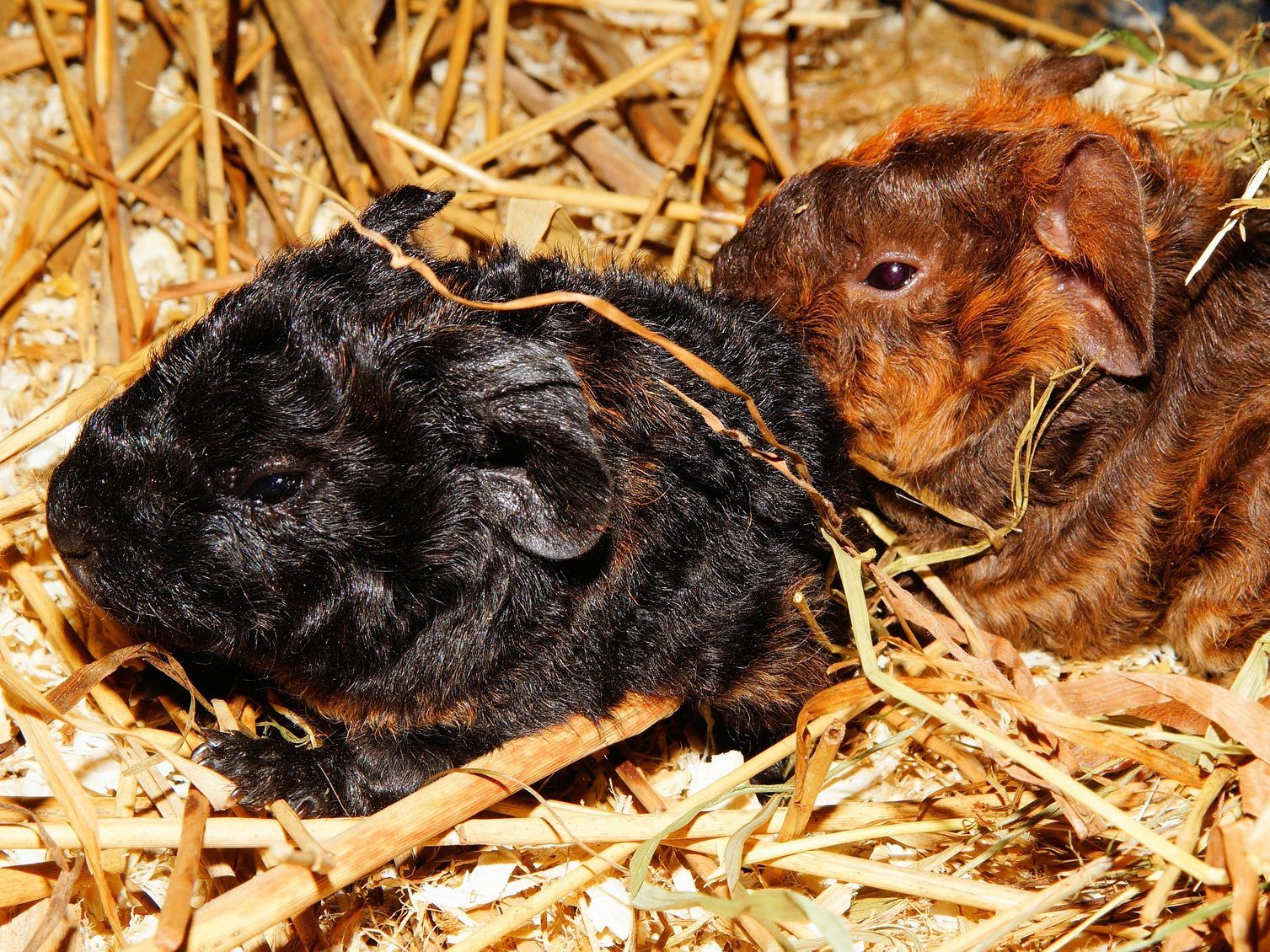 Die zwei Meerschweinchen sind wohlauf.