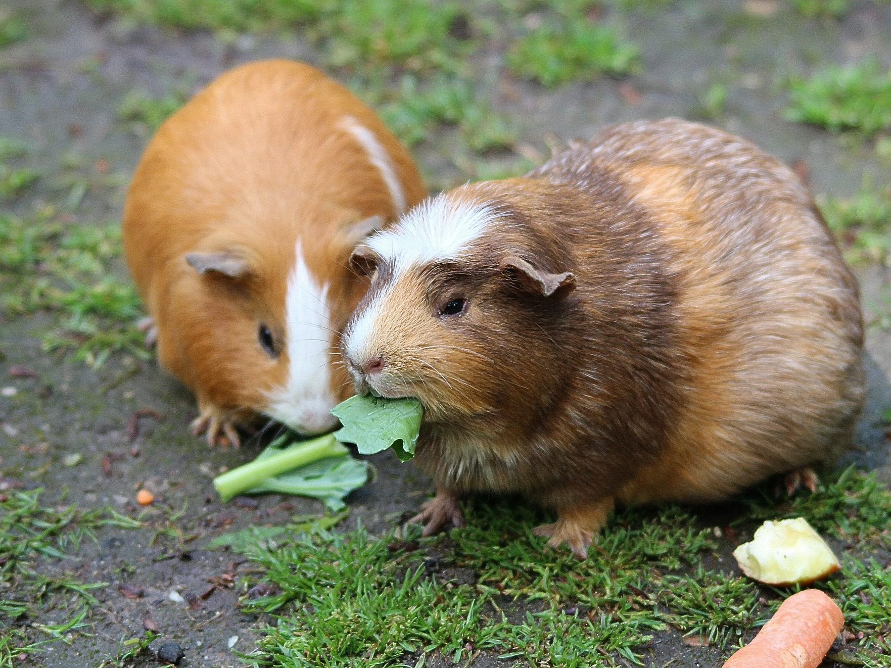 Die Tiere wurden infach in der brütenden Hitze ausgesetzt.
