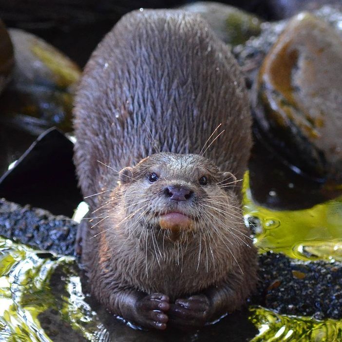 Die Fischotterbestände sind in NÖ in den letzten Jahren weiter gestiegen.