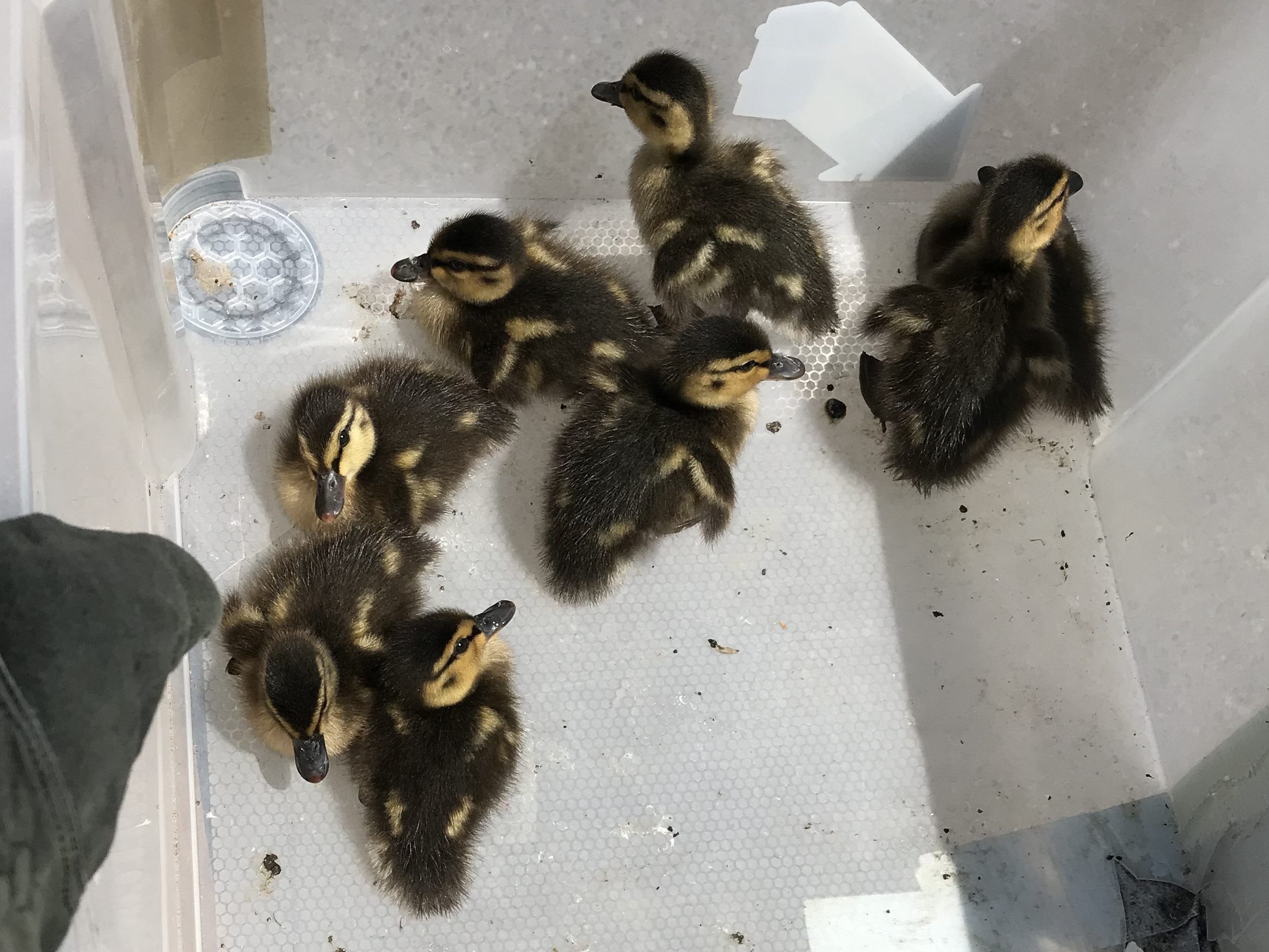 Die Polizisten brachten die Küken in einer Box zum Wienerbergteich. Die Polizisten brachten die Küken in einer Box zum Wienerbergteich.