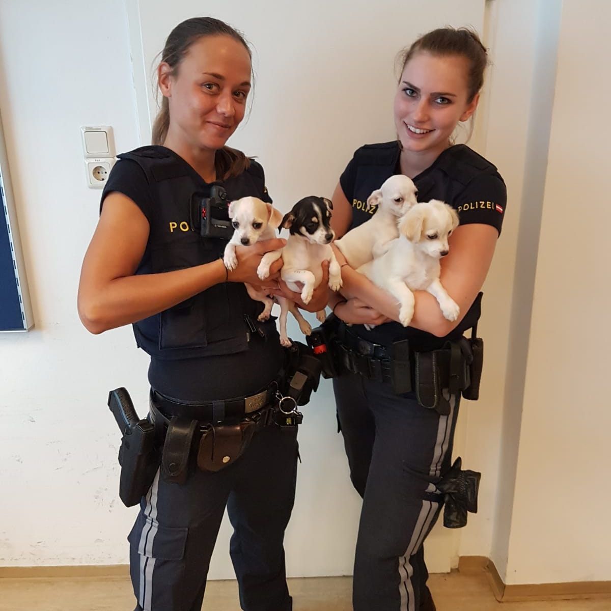 Die Hundewelpen wurden anschließend in das Tierquartier gebracht.