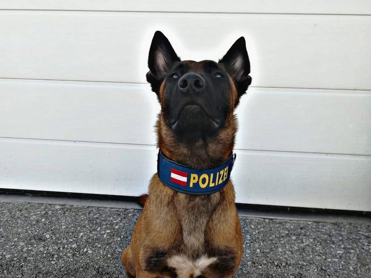 Spürhund Loris führte die Beamten zu dem mutmaßlichen Einbrecher. Spürhund Loris führte die Beamten zu dem mutmaßlichen Einbrecher.