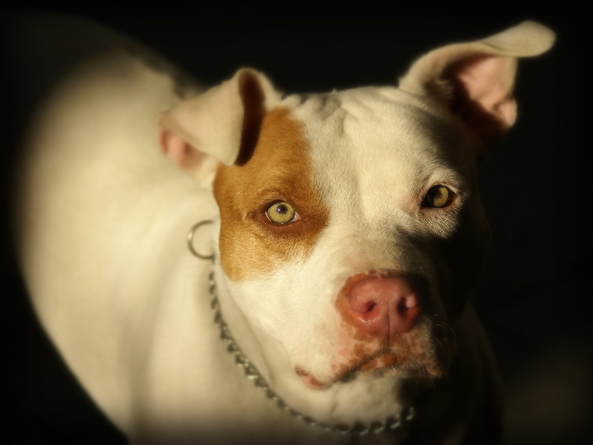 Der Hund konnte nur schwer vom Zwölfjährigen abgebracht werden.