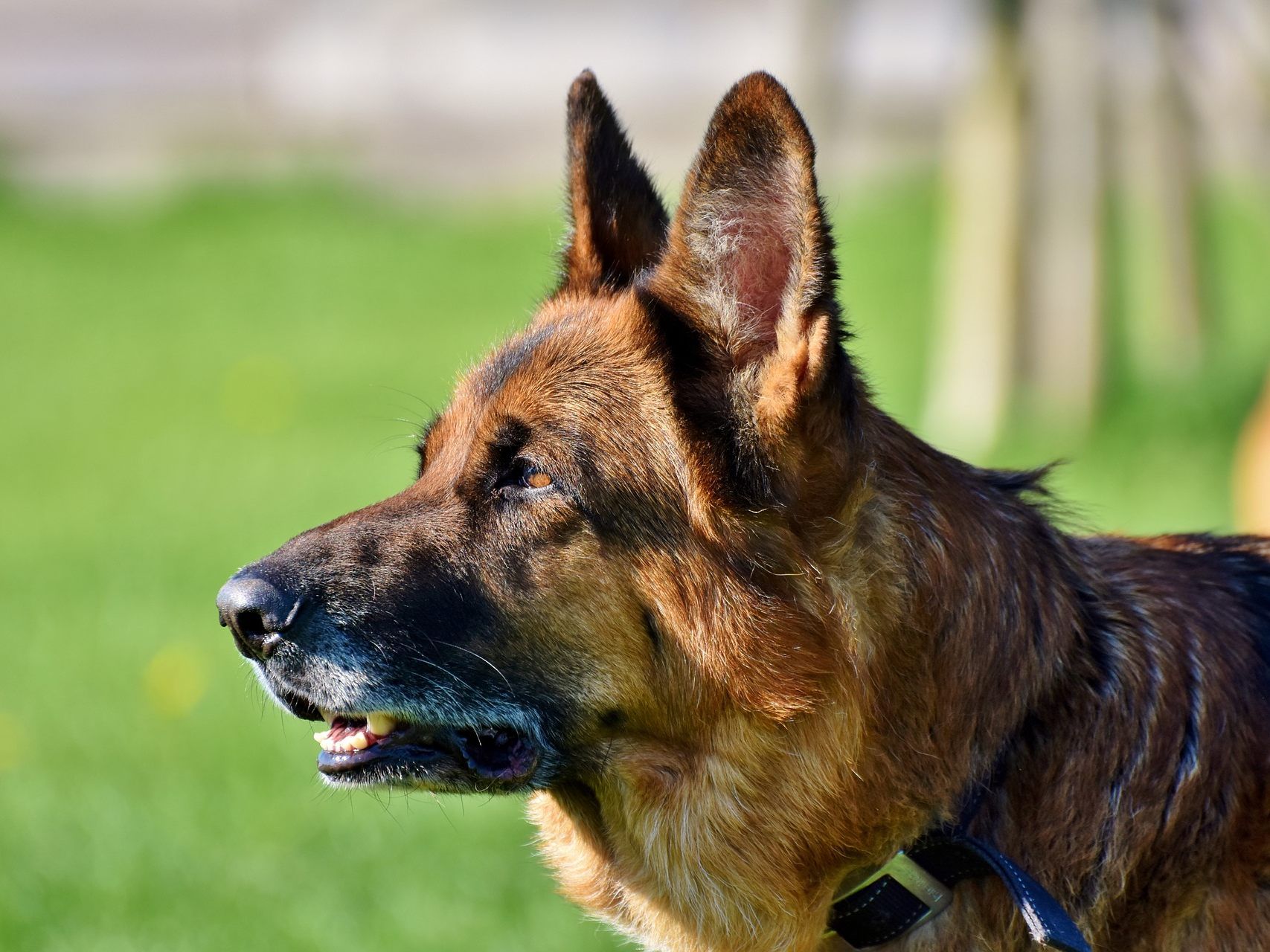 Der Besitzer des Hundes weigerte sich, das Tier anzuleinen.