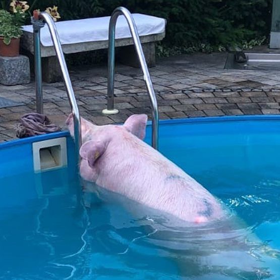 Das Tier wurde per Ladekran aus dem Pool gehoben.