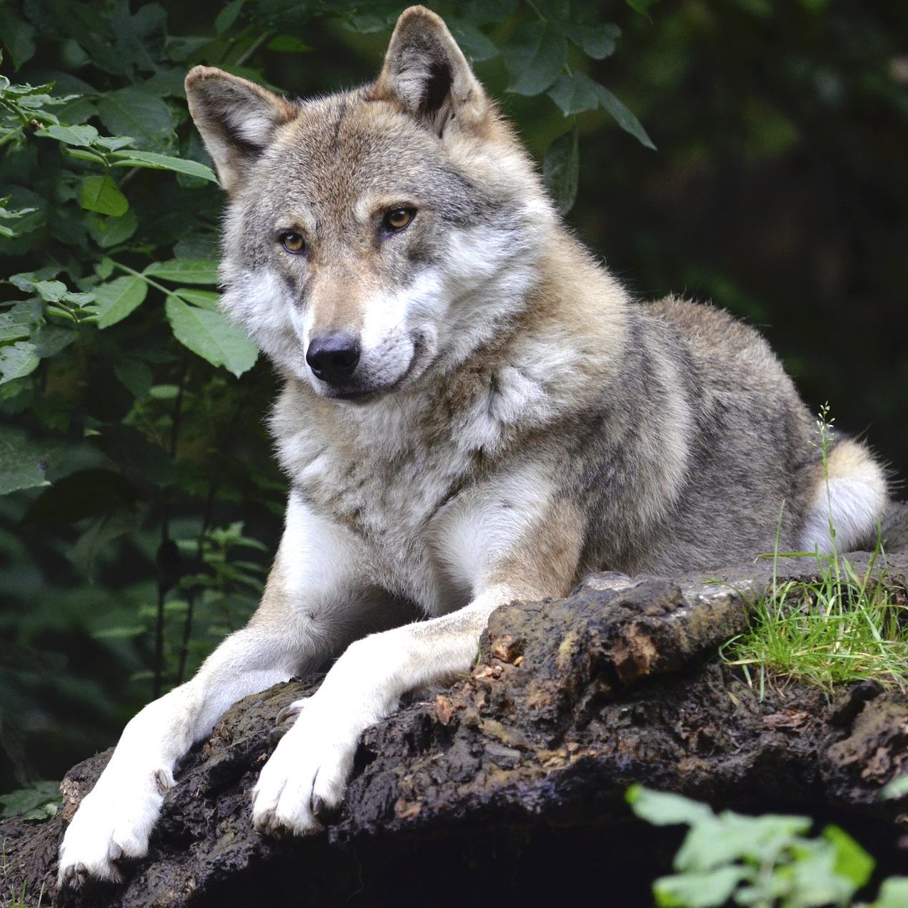 Die Mehrheit der Österreich hat eine positive Einstellung zur Rückkehr des Wolfes.