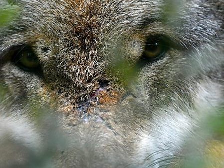 em Wolf war der Kopf abgetrennt worden.