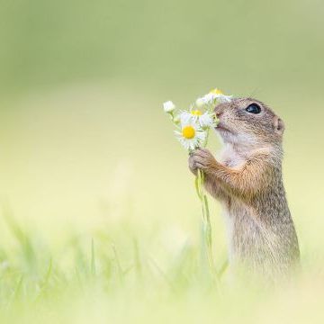 Biologen zählen den Zieselstand in Stammersdorf.