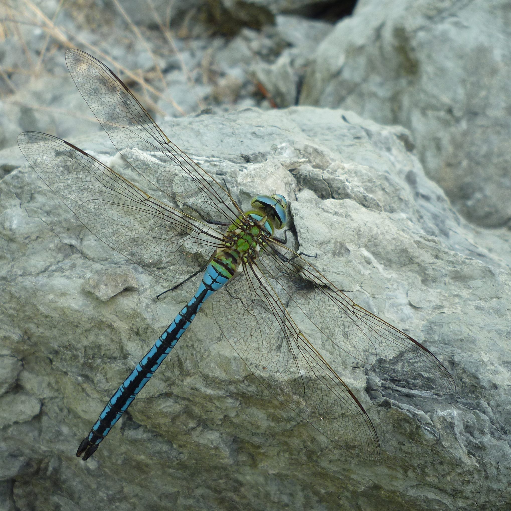 Das ist eine blaugrüne Mosaikjungfer.