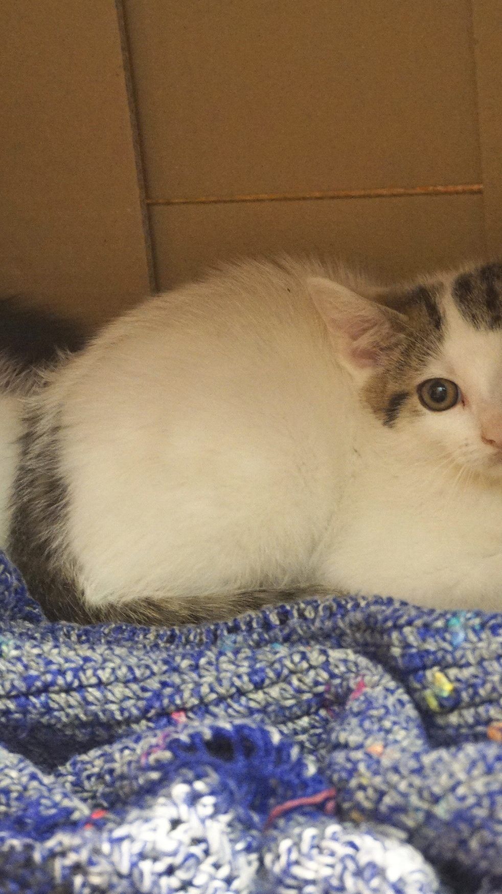 Ausgesetzt in Wien: Die Kätzchen Alpha, Beta und Gamma wurden stark verwahrlost in einer Transportbox im 22. Bezirk gefunden.