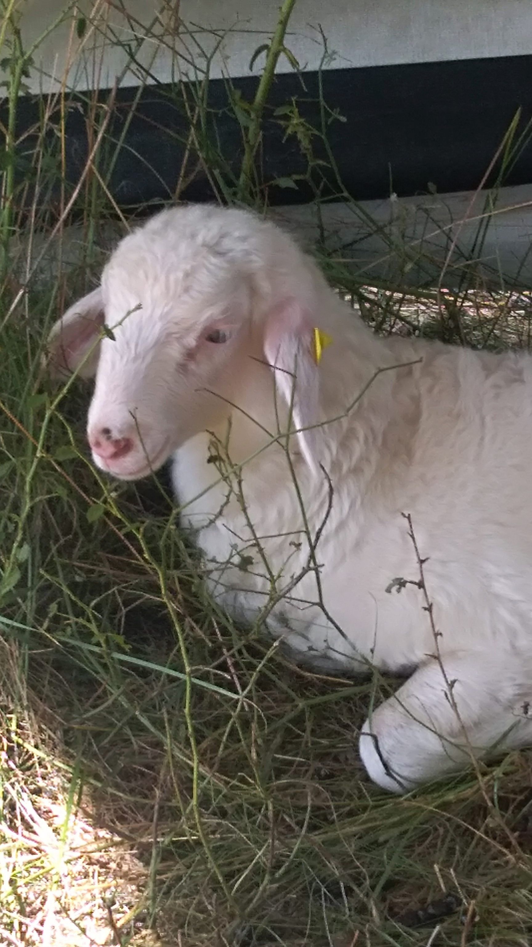Auf der Donauinsel gibt es mehrere Baby-Schafe.