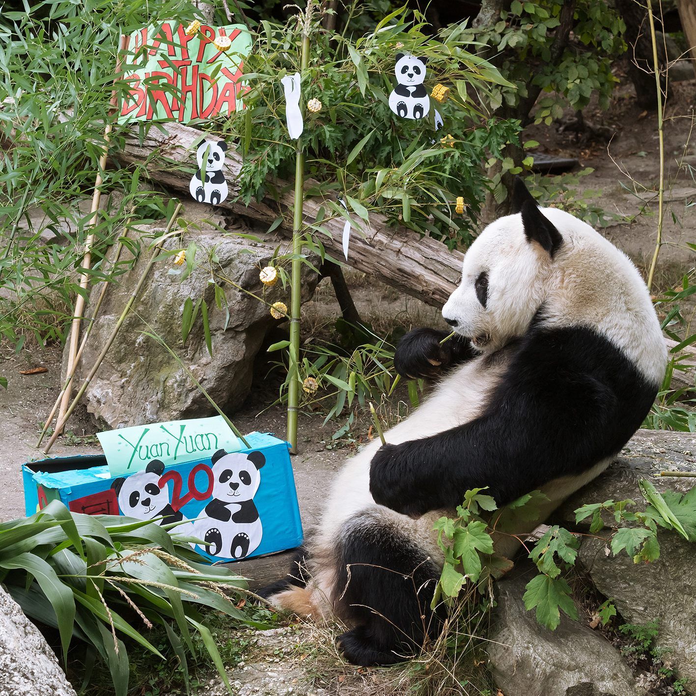 Yuan Yuan erhält tolle Geburtstagsüberraschungen.