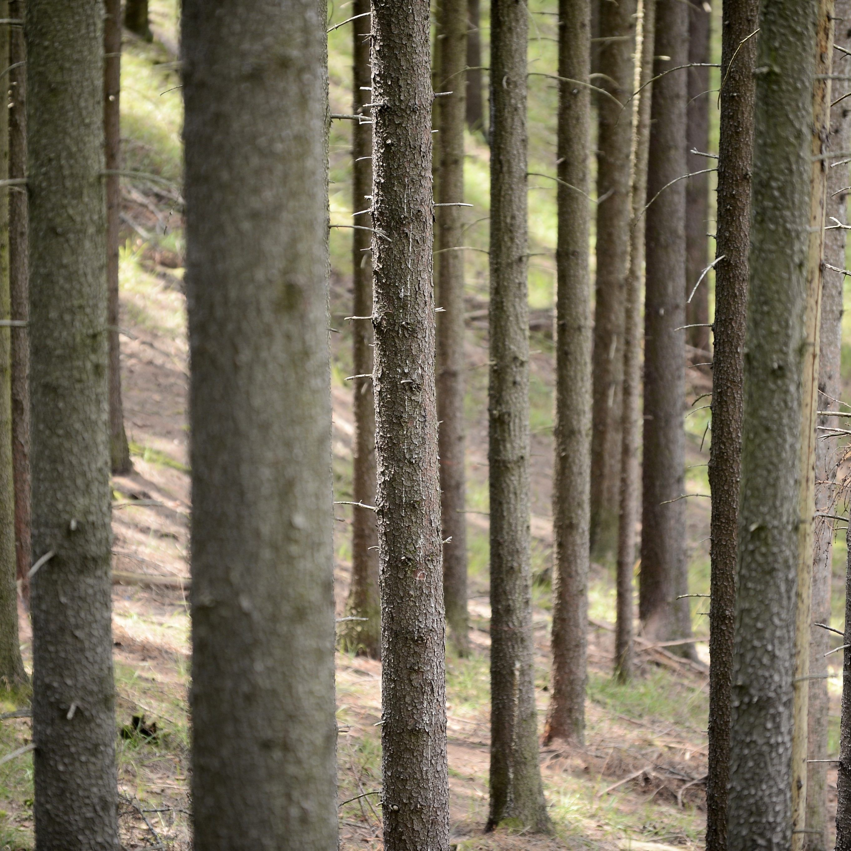 Borkenkäfer richteten in den heimischen Wäldern enorme Schäden an.