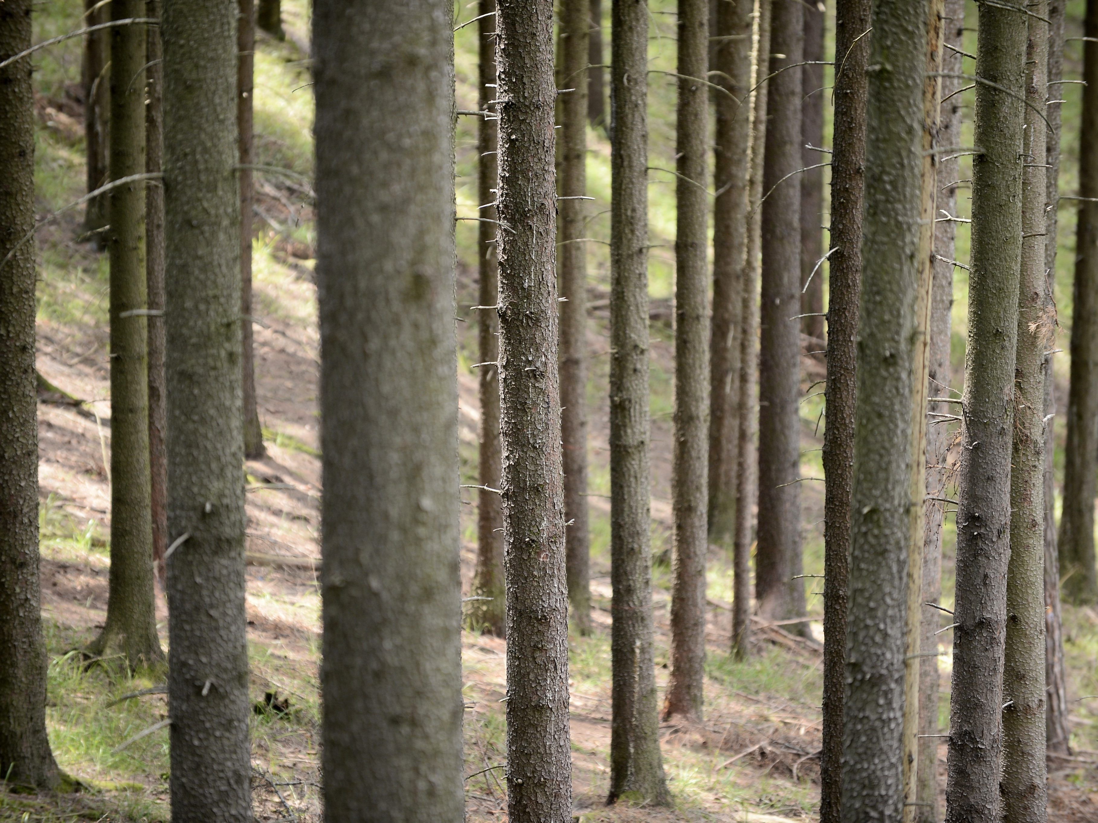 Borkenkäfer richteten in den heimischen Wäldern enorme Schäden an.