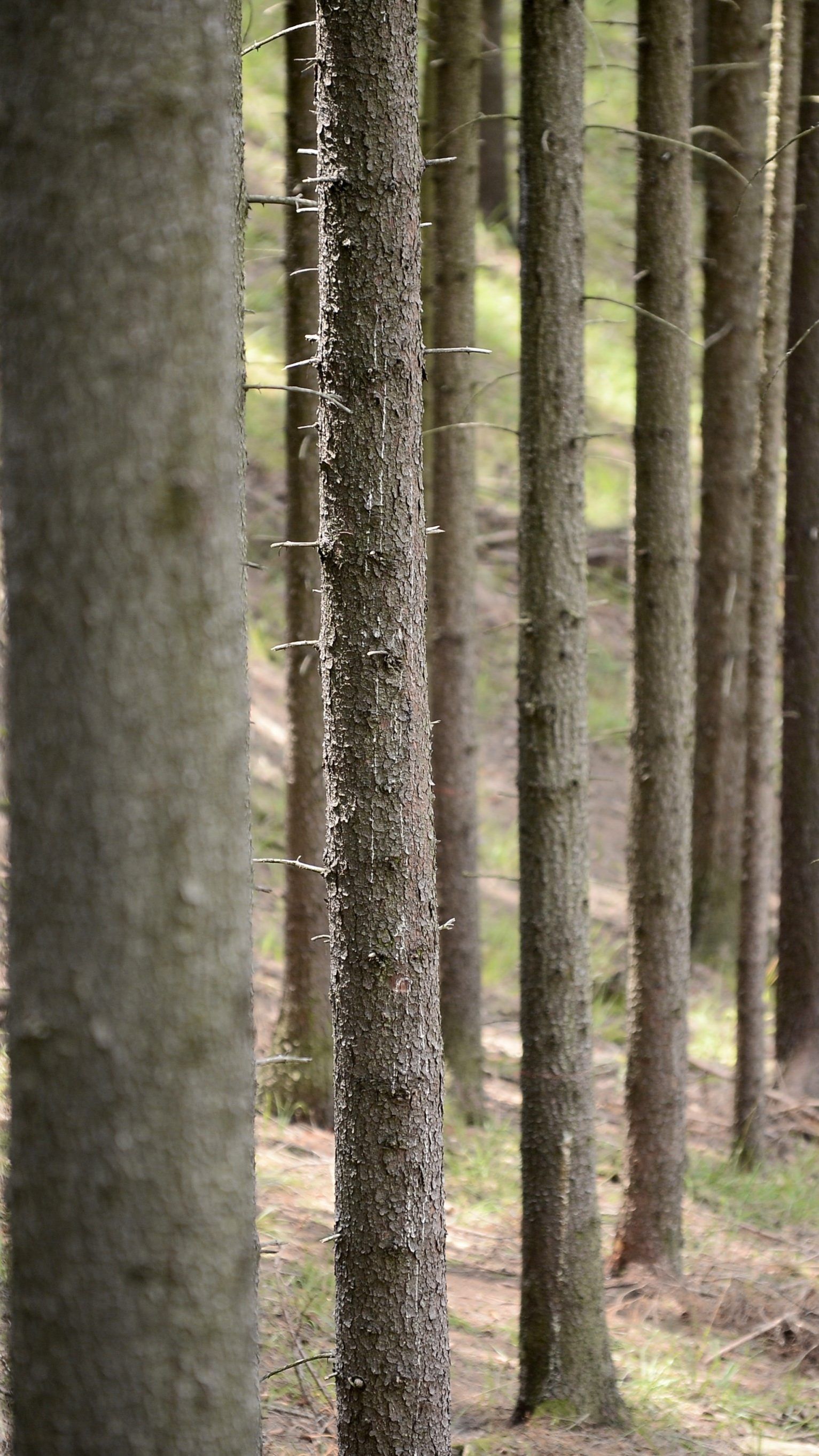 Borkenkäfer richteten in den heimischen Wäldern enorme Schäden an.