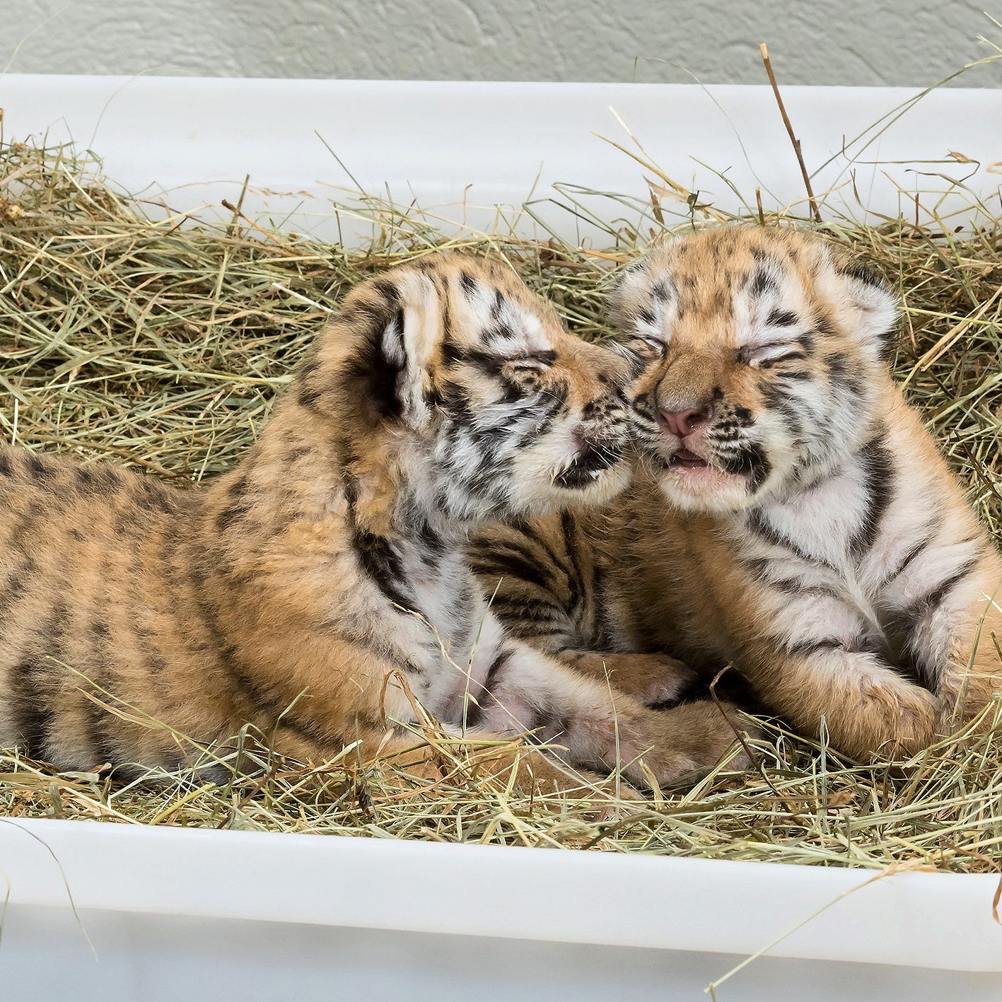 Die geretteten Tiger-Babys verstarben im Tiergarten Schönbrunn.