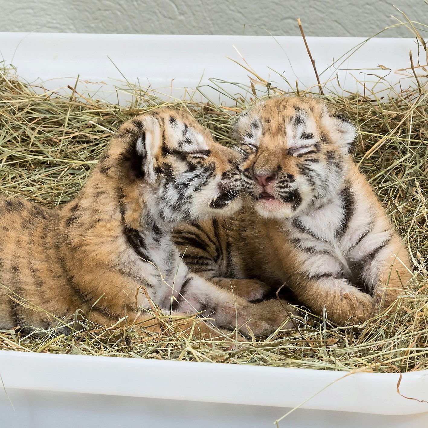 Die in Hainburg gefundenen Tiger-Babys sind im Wiener Tiergarten Schönbrunn untergebracht.