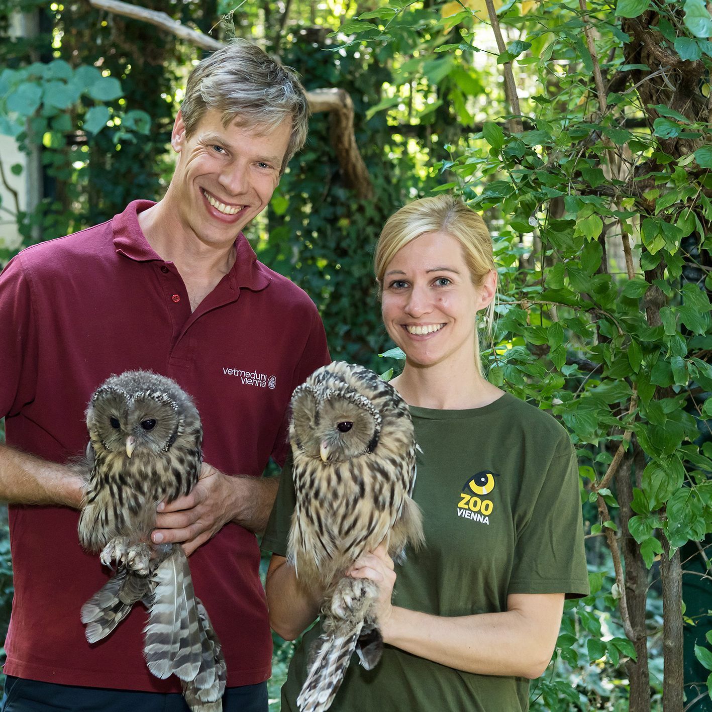 Die Habichtskäuze im Tiergarten Schönbrunn haben für einen erfreulichen Rekord gesorgt: Die zwei Pärchen haben insgesamt sieben Jungtiere großgezogen, die nun an ein Wiederansiedlungsprojekt abgegeben werden konnten.