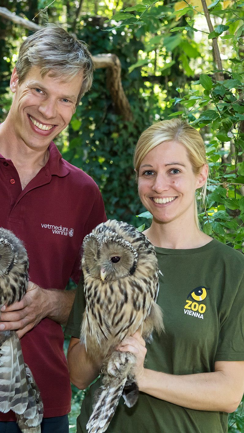 Die Habichtskäuze im Tiergarten Schönbrunn haben für einen erfreulichen Rekord gesorgt: Die zwei Pärchen haben insgesamt sieben Jungtiere großgezogen, die nun an ein Wiederansiedlungsprojekt abgegeben werden konnten.