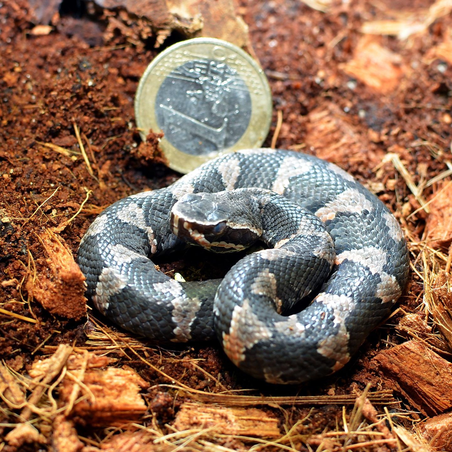 Das Haus des Meeres kann sich über Nachwuchs freuen.