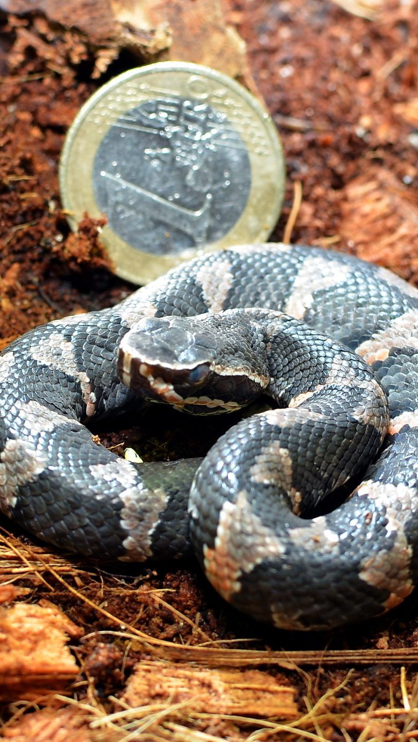 Das Haus des Meeres kann sich über Nachwuchs freuen.