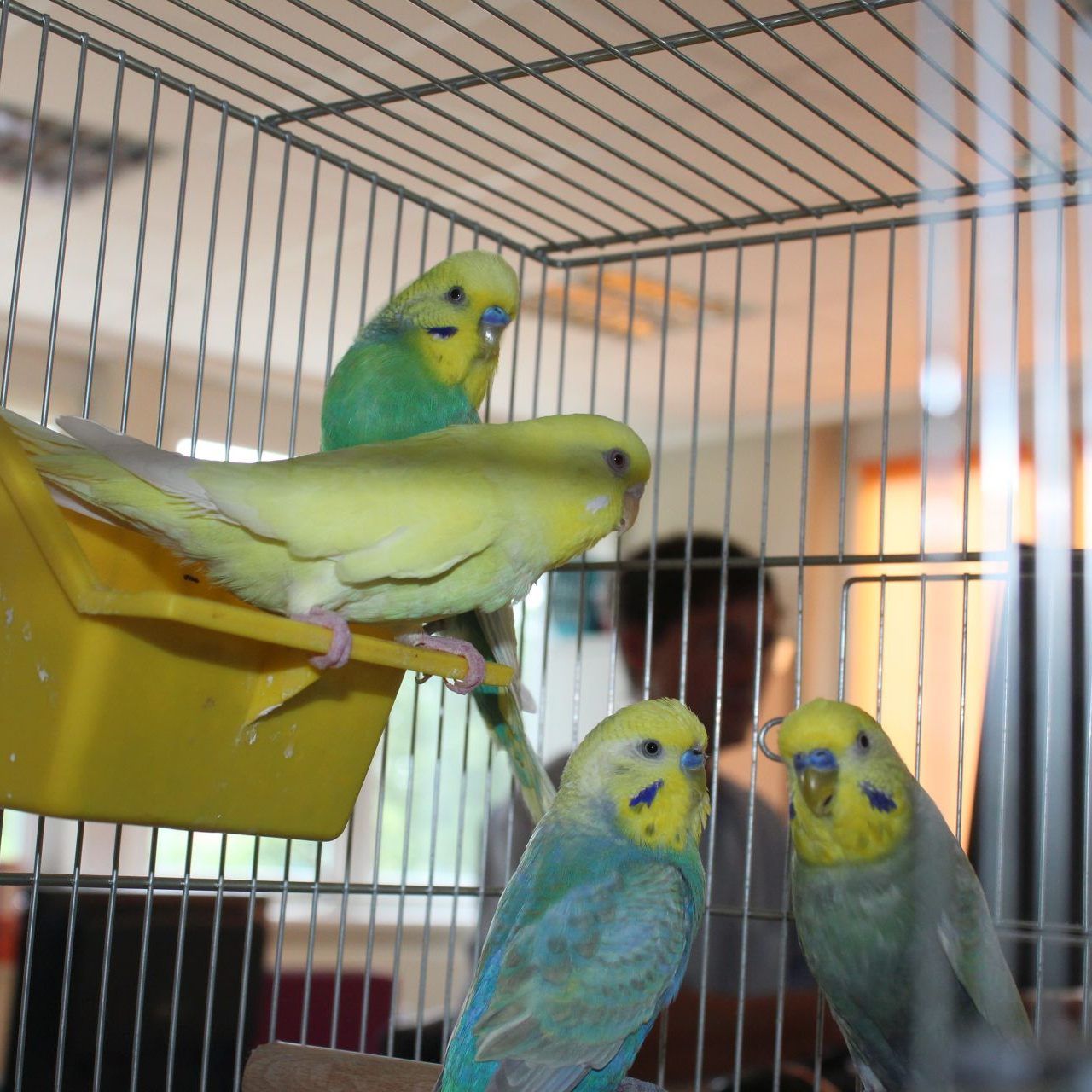 Der Mann ließ die Tiere einfach am WTV-Schalter zurück.