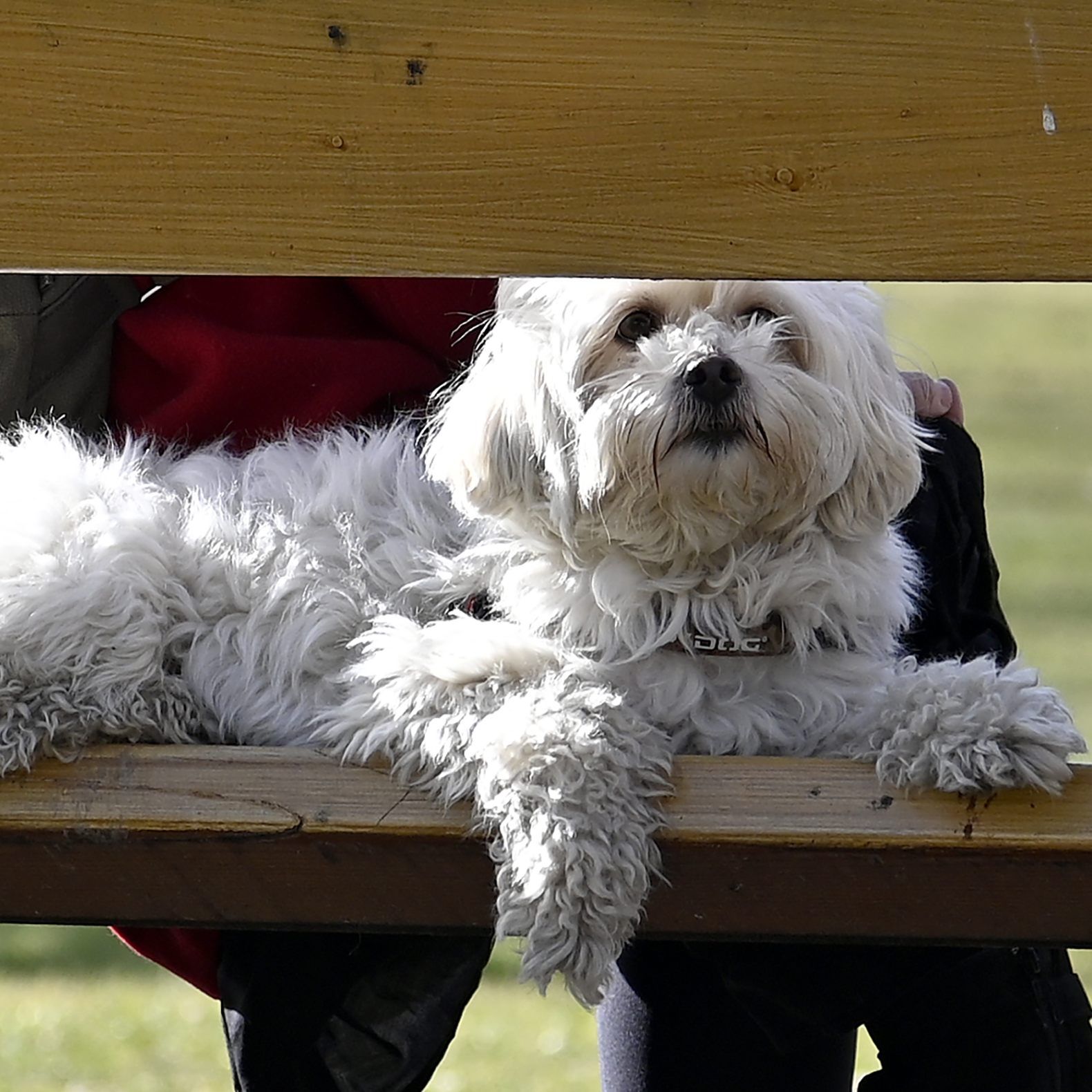 548.507 gemeldete Hunde in Österreich
