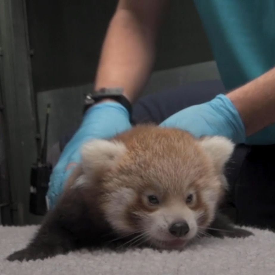 Den Arztbesuch kann kaum jemand wirklich leiden - Auch Kleine Pandas nicht.
