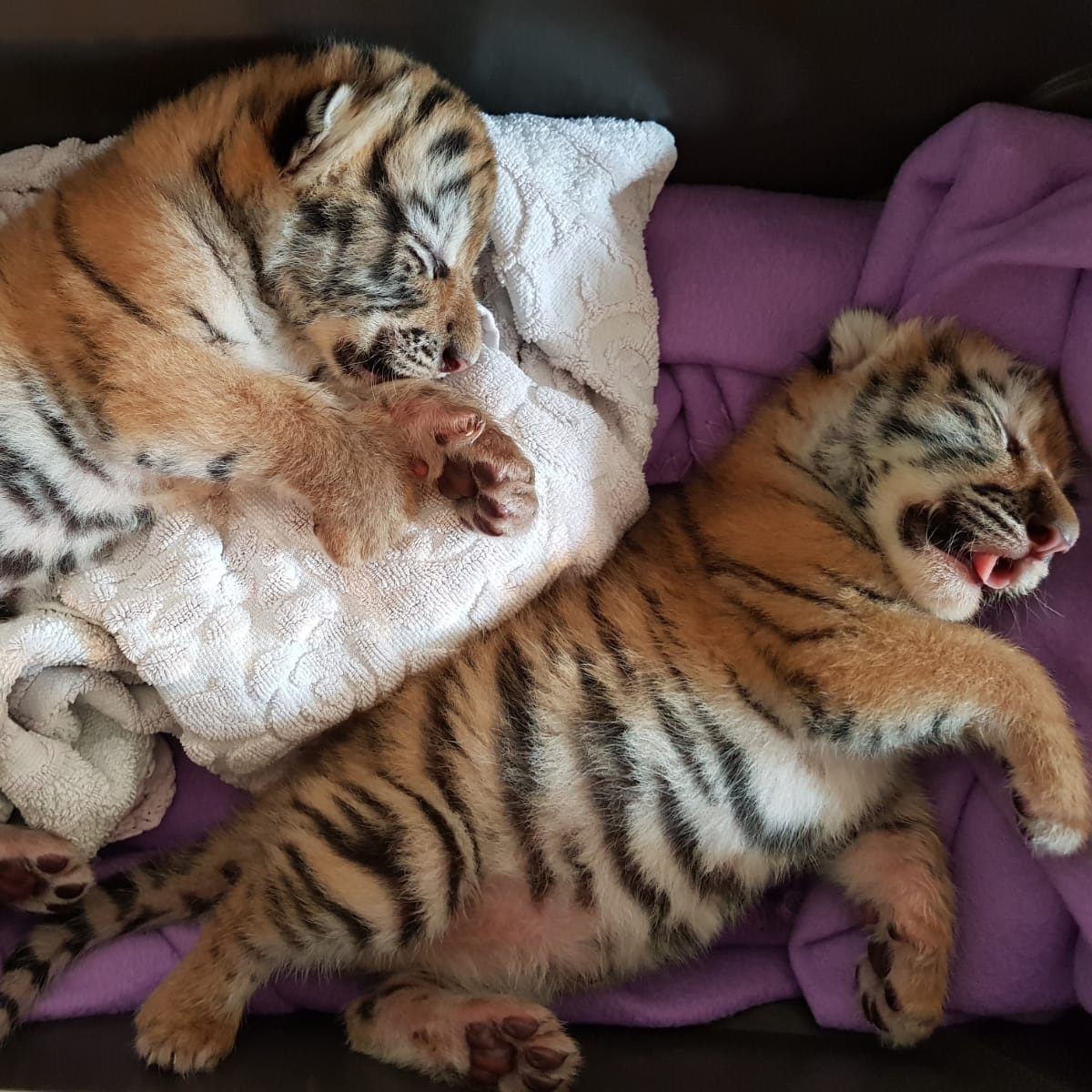 Die Tigerbabys waren bei ihrer Auffindung in einem sehr kritischen Zustand.