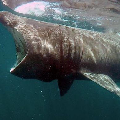 Der Riesenhai filtert seine Nahrung aus dem Meerwasser.