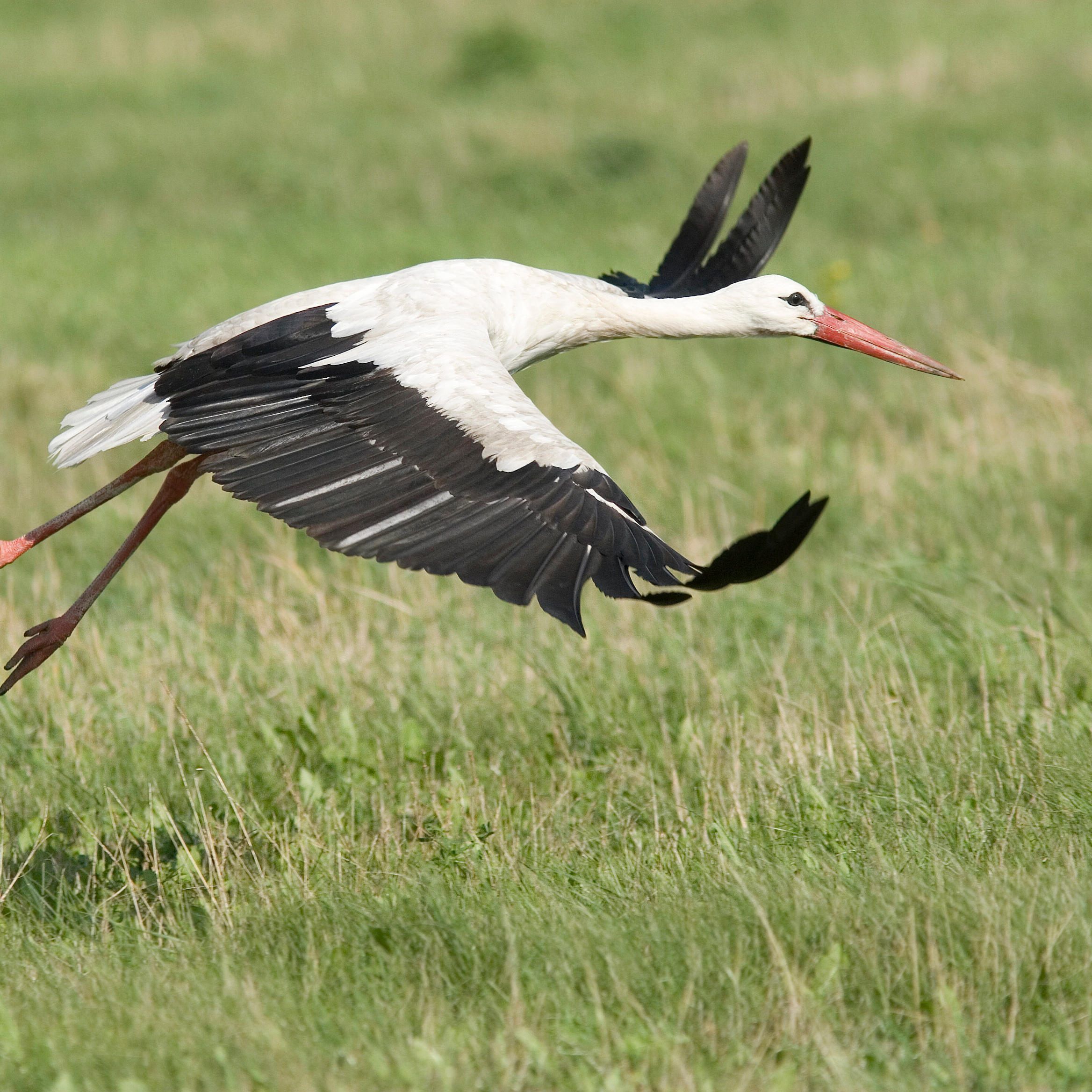 Der Weißstorch beginnt seine Reise nach Afrika bereits Mitte August.