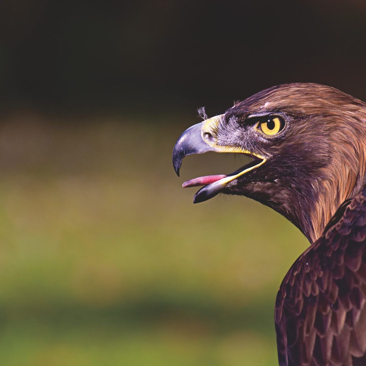 Der Mann soll mehrere Greifvögel vergiftet haben.