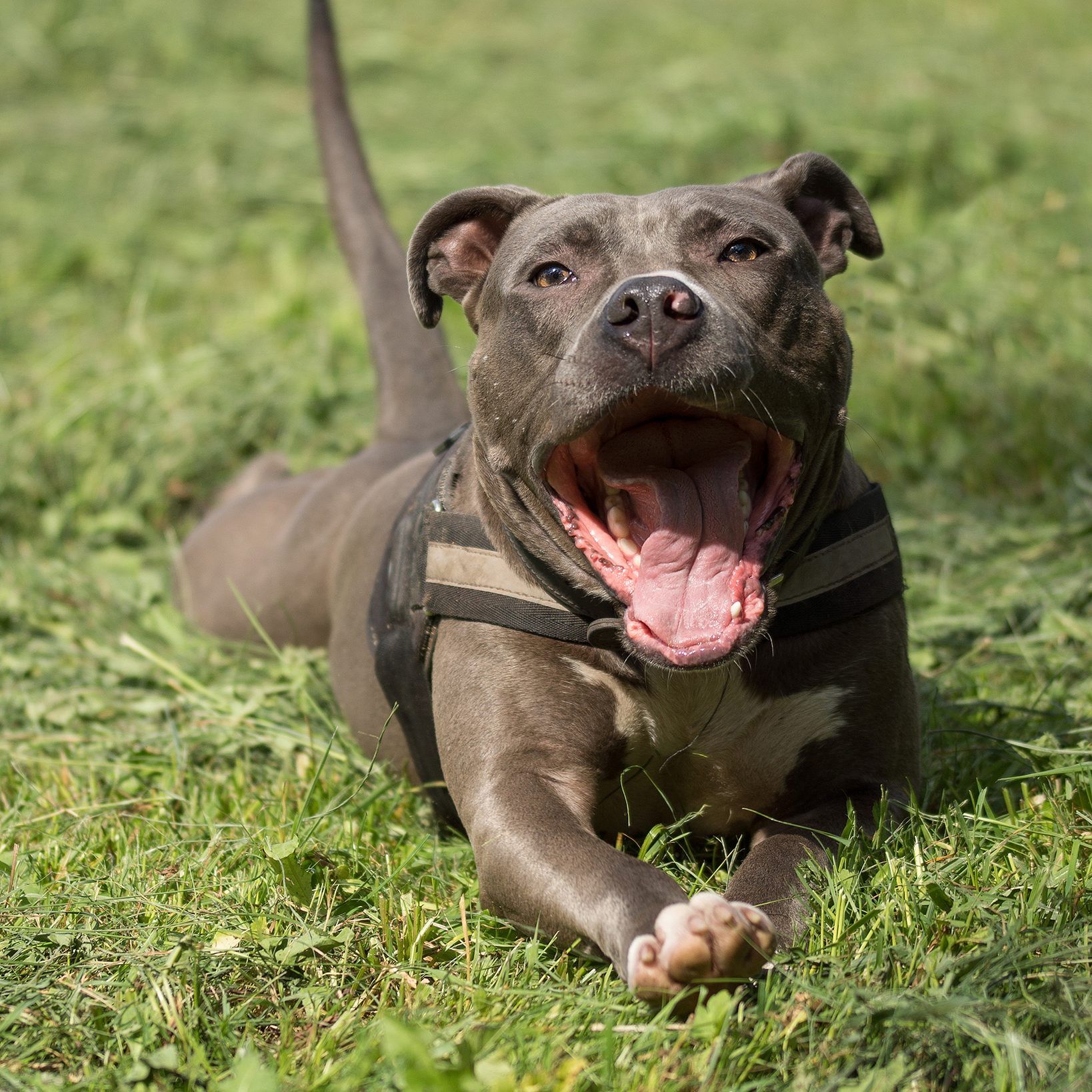 Der Hund hatte nach den Bissen neurologische Aussetzer undeinen epileptischen Anfall.