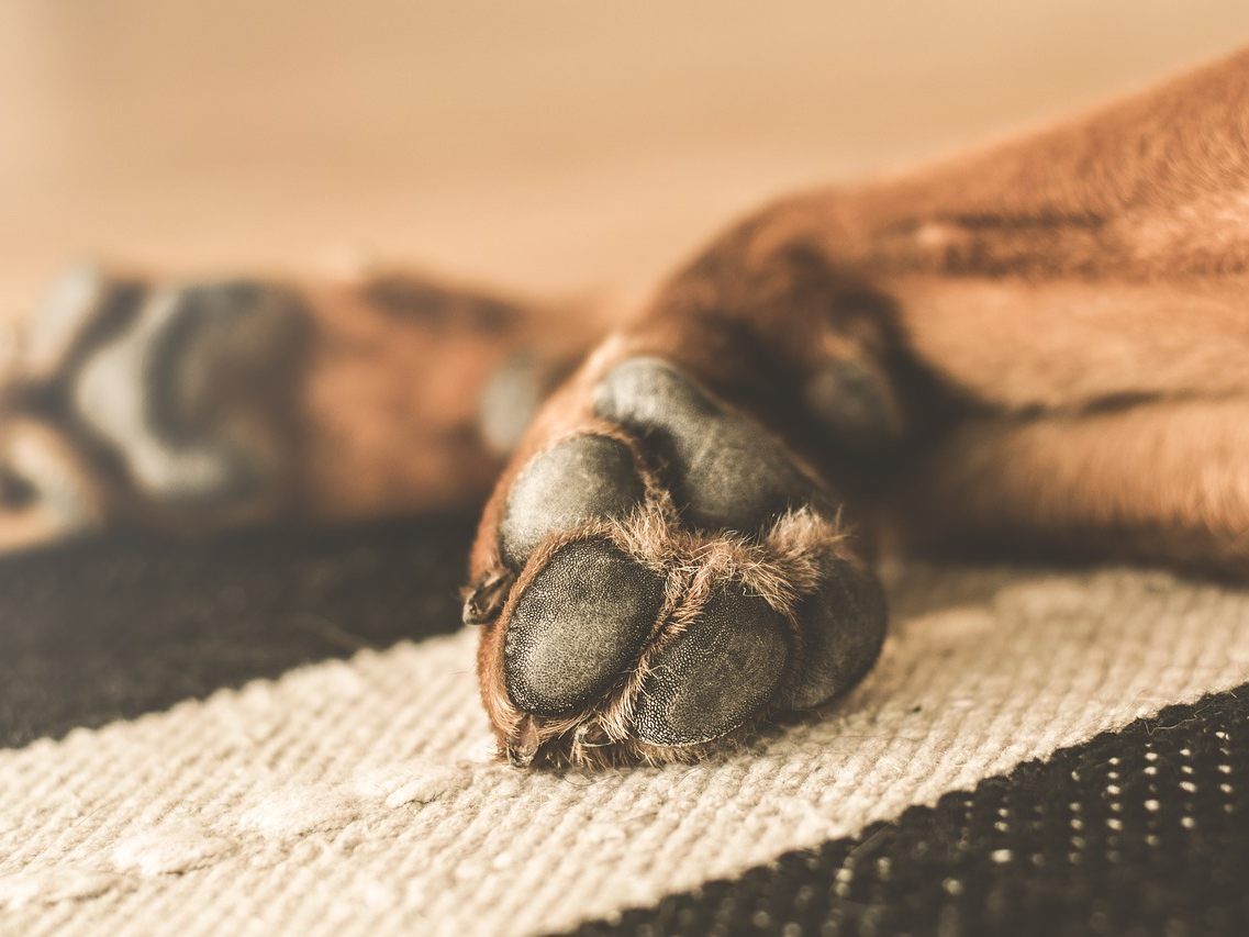 Die 54-Jährige befindet sich nach der Hundeattacke auf dem Weg der Besserung. Die 54-Jährige befindet sich nach der Hundeattacke auf dem Weg der Besserung.