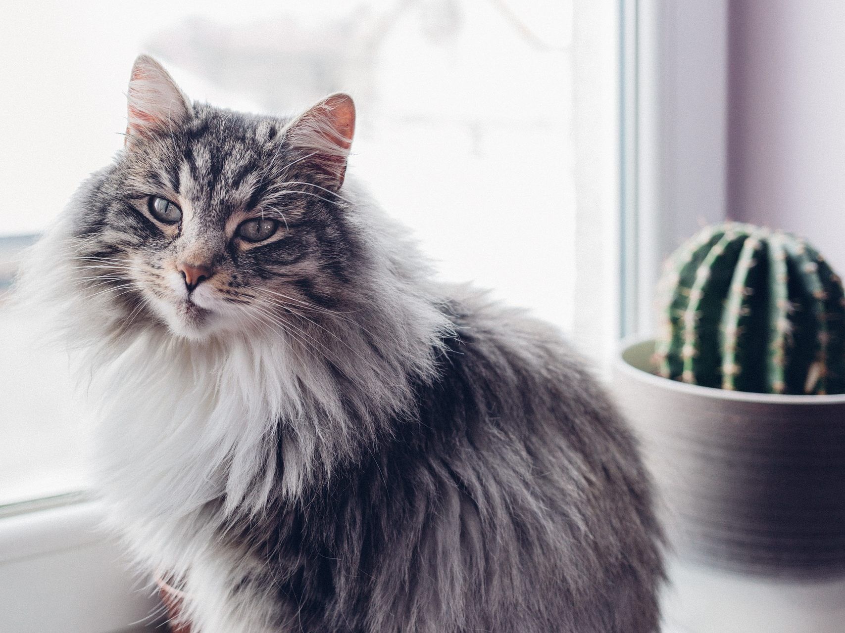 Entgegen dem Mythos wird die allergische Reaktion nicht von den Katzenhaaren ausgelöst.