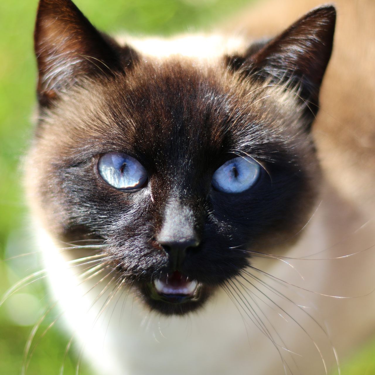 Der Gesundheitszustand der Samtpfoten war sehr schlecht.