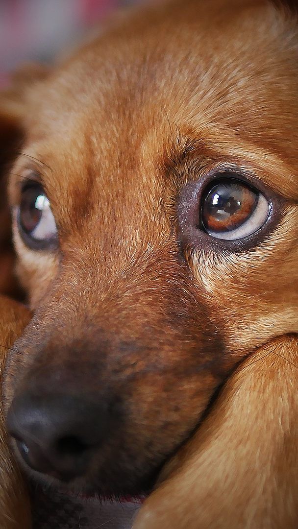 Um Bedürftigen und ihren Haustieren zu helfen, wurde die Futterbox in Wien gegründet.