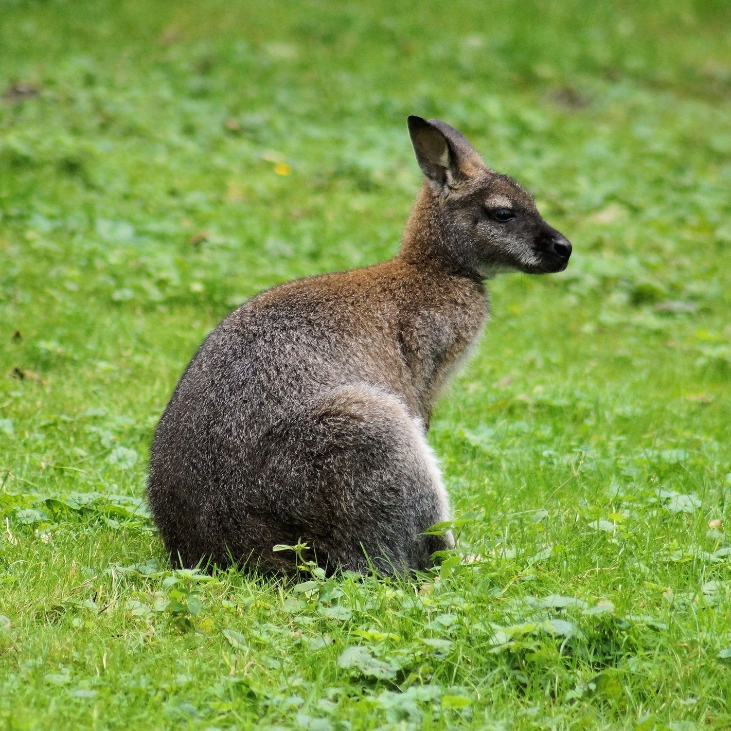 Ein Bauer hat "Johann" etwa zwölf Kilometer vom Weißen Zoo entfernt gesichtet.