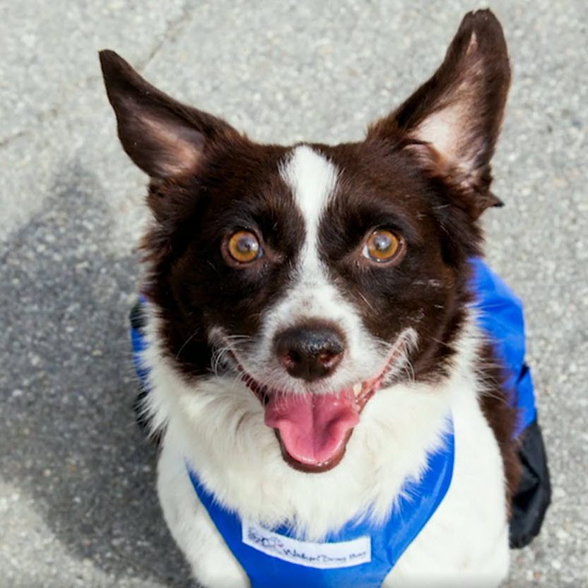 Der Mischlingsrüde "Karli" wurde von einem Tierquäler verstümmelt.