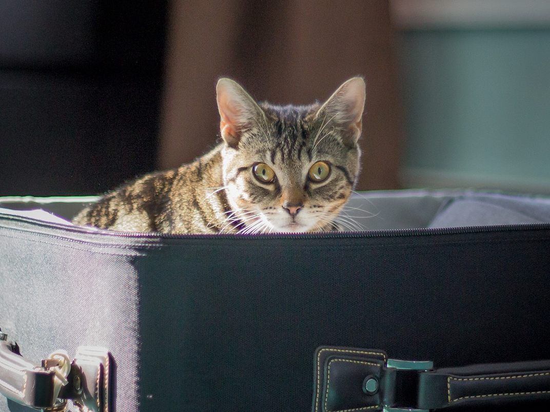 Die Katze sollte man aber in einer geeigneten Transportbox transportieren.