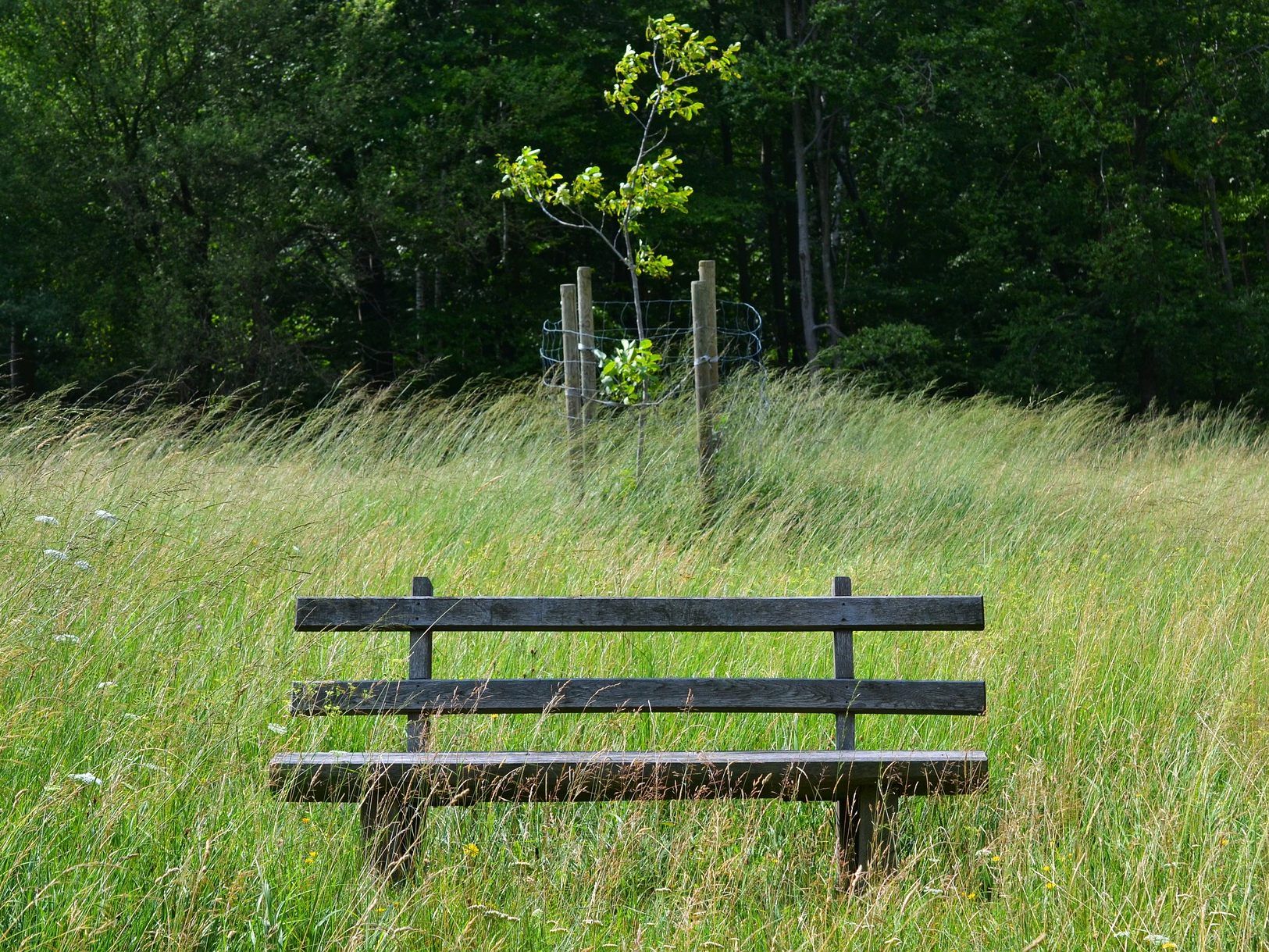 Im Lainzer Tiergarten sorgen die Bäume für Abkühlung im Sommer. Im Lainzer Tiergarten sorgen die Bäume für Abkühlung im Sommer.